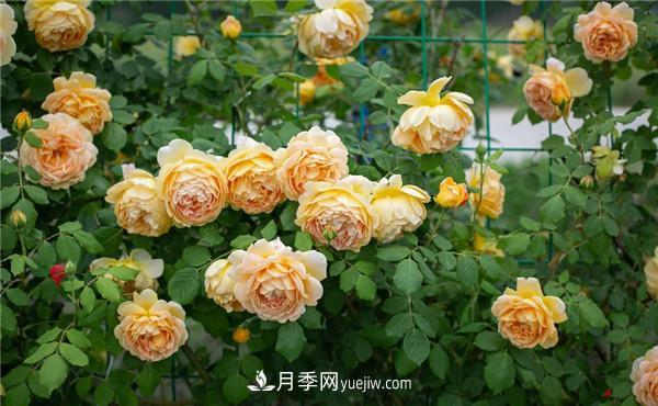 花園藤本月季，9個(gè)優(yōu)秀品種推薦(圖1)