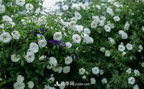 花園藤本月季，9個(gè)優(yōu)秀品種推薦(圖3)