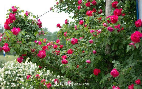 花園藤本月季，9個(gè)優(yōu)秀品種推薦(圖6)