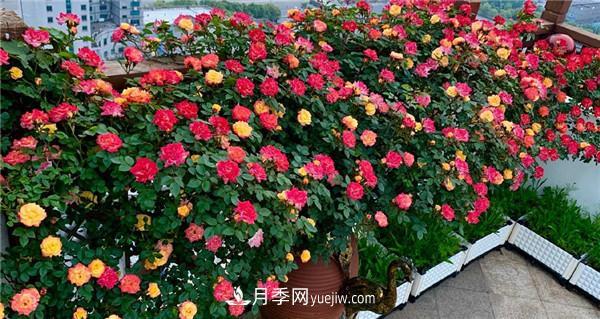 花園藤本月季，9個(gè)優(yōu)秀品種推薦(圖5)