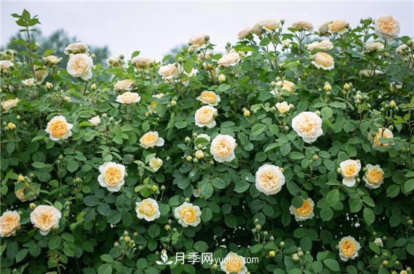 花園藤本月季，9個(gè)優(yōu)秀品種推薦(圖8)