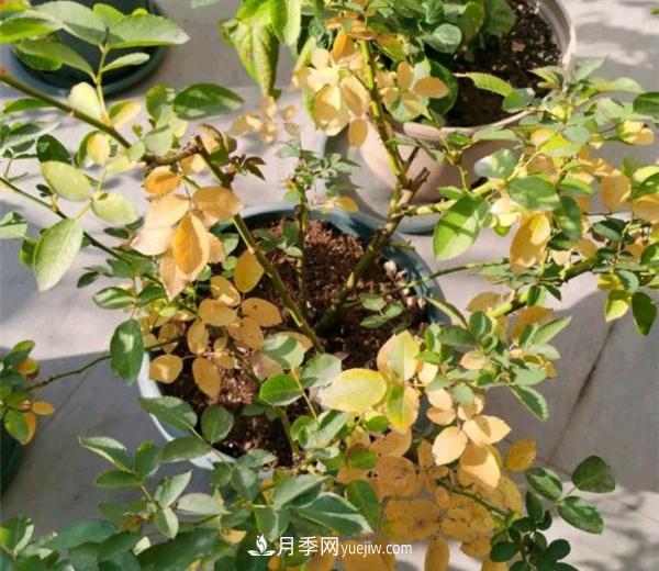 月季從底部開(kāi)始爛根和黃葉是什么原因？(圖1)