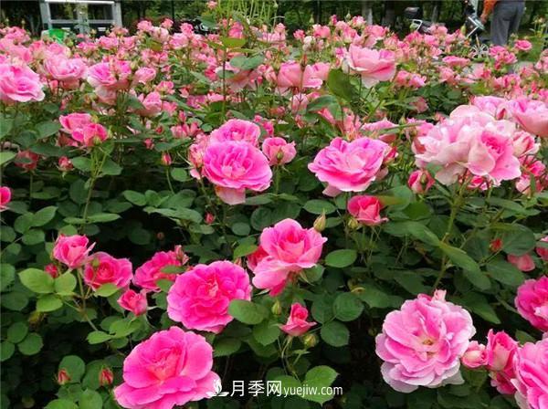 薔薇的盆栽種植技巧及種植技術(shù)全面分享，包含月季(圖1)