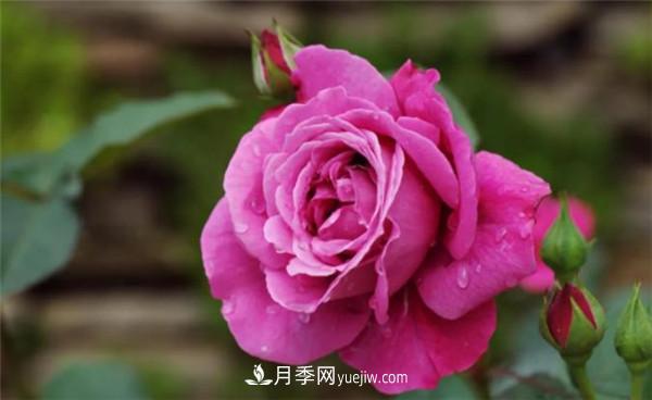 薔薇的盆栽種植技巧及種植技術(shù)全面分享，包含月季(圖2)