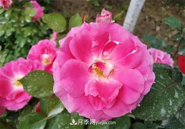薔薇的盆栽種植技巧及種植技術(shù)全面分享，包含月季(圖3)