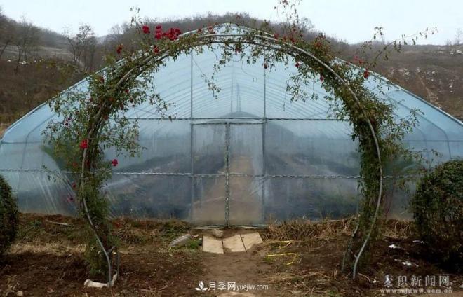 甘肅天水市麥積鎮北灣村： 月季花開(kāi)幸福來(lái)(圖3)