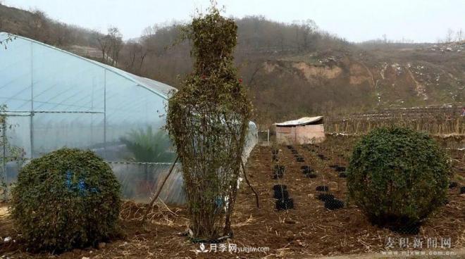 甘肅天水市麥積鎮北灣村： 月季花開(kāi)幸福來(lái)(圖5)