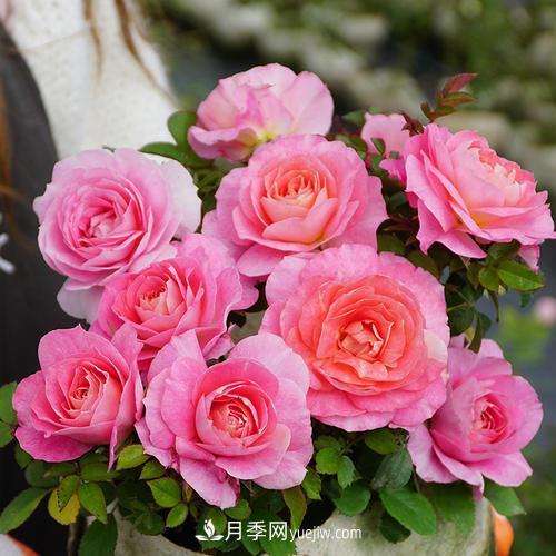 推薦4種微型月季，植株矮小花量大，專(zhuān)為陽(yáng)臺而生，值得擁有！(圖1)