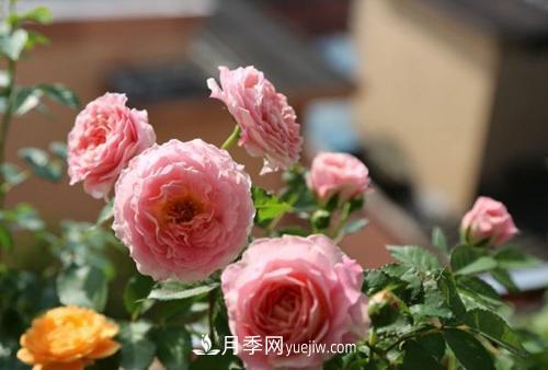 推薦4種微型月季，植株矮小花量大，專(zhuān)為陽(yáng)臺而生，值得擁有！(圖2)