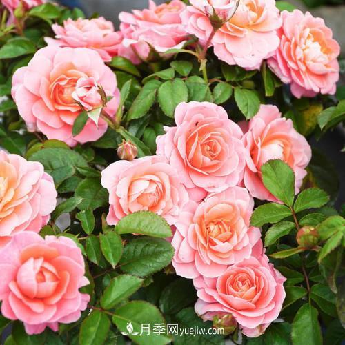 推薦4種微型月季，植株矮小花量大，專(zhuān)為陽(yáng)臺而生，值得擁有！(圖7)