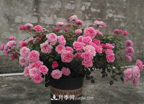 推薦4種微型月季，植株矮小花量大，專(zhuān)為陽(yáng)臺而生，值得擁有！(圖5)
