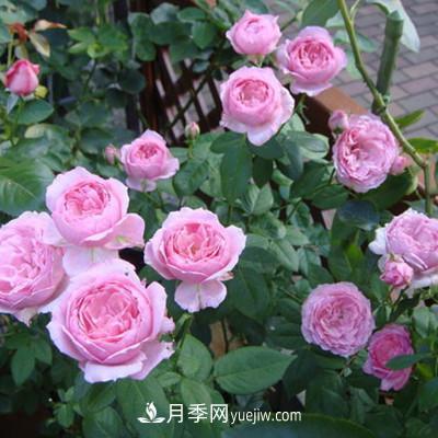 推薦4種微型月季，植株矮小花量大，專(zhuān)為陽(yáng)臺而生，值得擁有！(圖6)