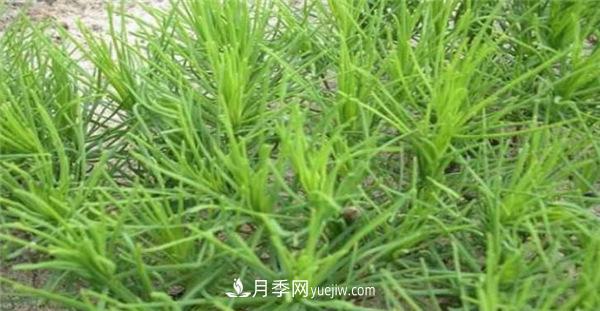 南陽(yáng)黑松和油松的具體區別(圖2)