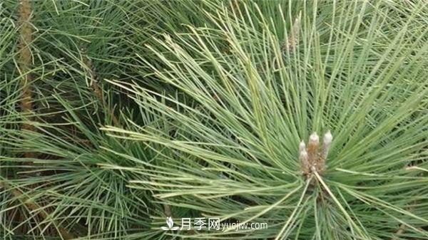 南陽(yáng)黑松和油松的具體區別(圖1)