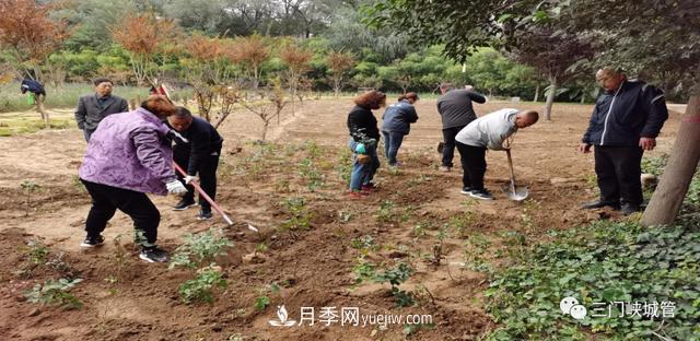 三門(mén)峽：栽植9000余株月季 陜州公園月季花海有美景(圖1)