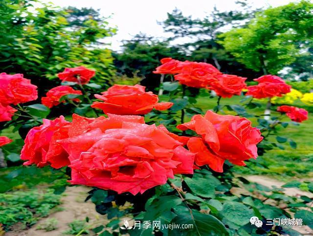 三門(mén)峽：栽植9000余株月季 陜州公園月季花海有美景(圖3)