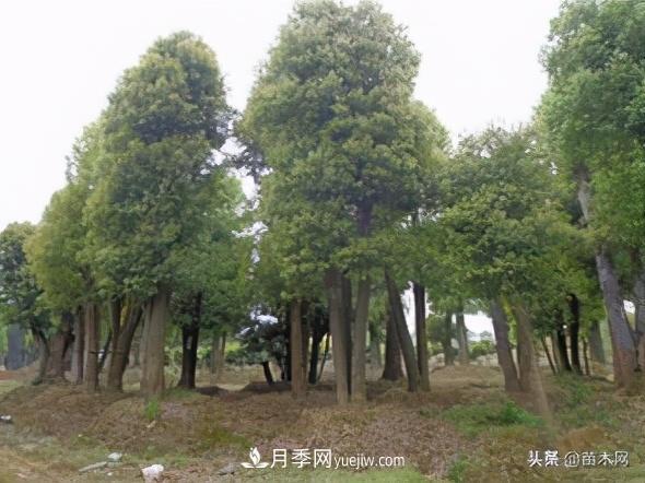 全冠香樟、切桿香樟、骨架香樟有什么區別(圖4)
