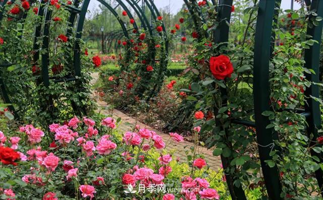 新余凱光植物園，新余人看月季的好地方(圖1)