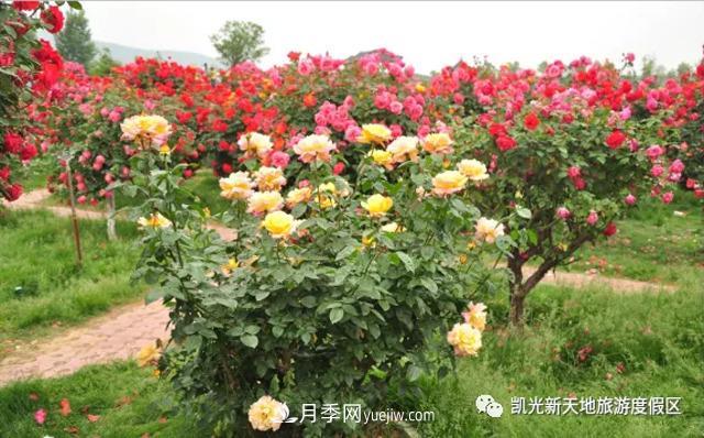 新余凱光植物園，新余人看月季的好地方(圖2)