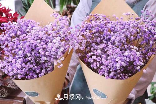 紫色滿(mǎn)天星的花語(yǔ)是什么？紫色滿(mǎn)天星適合送給什么人？(圖1)