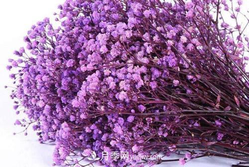 紫色滿(mǎn)天星的花語(yǔ)是什么？紫色滿(mǎn)天星適合送給什么人？(圖3)