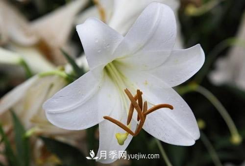 百合花粉百合香水百合，花語(yǔ)代表什么？(圖1)
