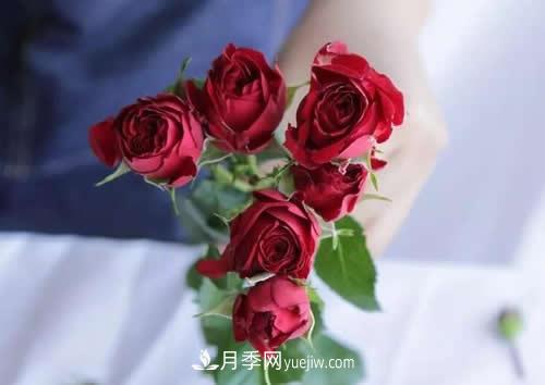 多頭玫瑰應該怎么養護？(圖1)