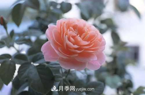 養護月季時(shí)需要扦插的時(shí)候都要注意哪些事項？(圖1)