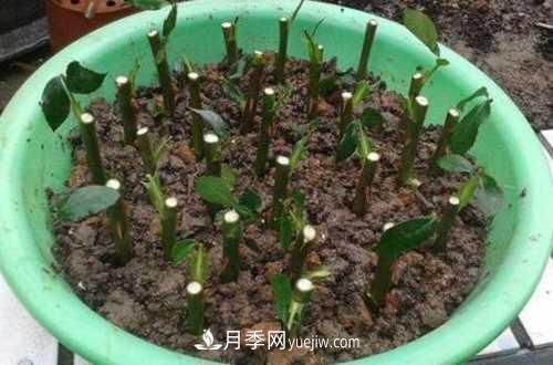 養護月季時(shí)需要扦插的時(shí)候都要注意哪些事項？(圖3)
