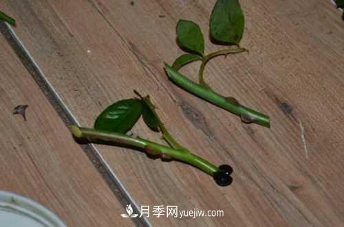 養護月季時(shí)需要扦插的時(shí)候都要注意哪些事項？(圖2)