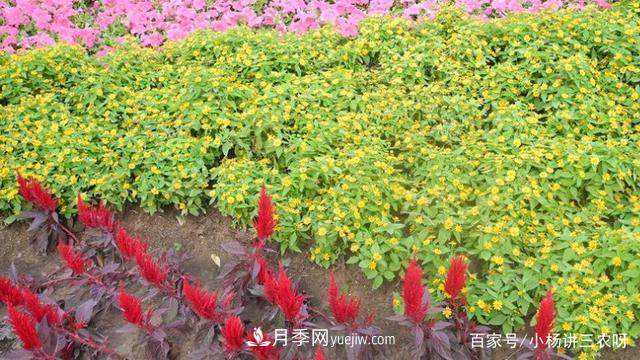十條扶持政策，身為苗木人，你一定要知道(圖4)