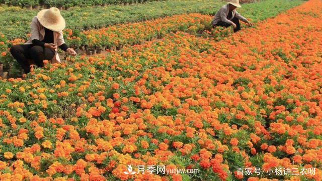 十條扶持政策，身為苗木人，你一定要知道(圖1)