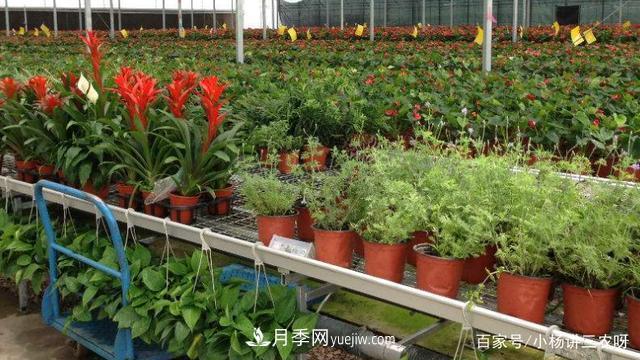 十條扶持政策，身為苗木人，你一定要知道(圖3)