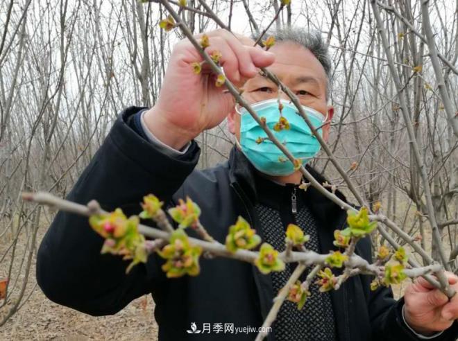 連云港浦南鎮:苗木和生態(tài)土雞面臨滯銷(xiāo)盼解困(圖1) 連云港浦南鎮:苗木和生態(tài)土雞面臨滯銷(xiāo)盼解困(圖1)