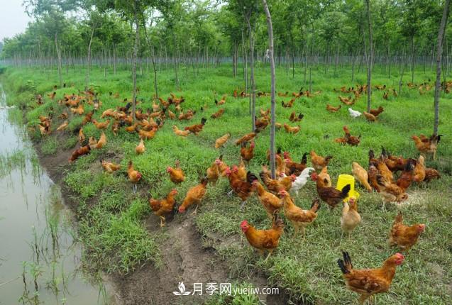 連云港浦南鎮:苗木和生態(tài)土雞面臨滯銷(xiāo)盼解困(圖4) 連云港浦南鎮:苗木和生態(tài)土雞面臨滯銷(xiāo)盼解困(圖4)