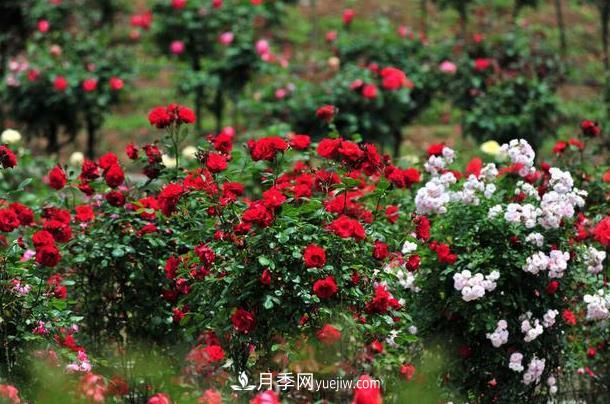 盆栽月季的養護方法，簡(jiǎn)單易學(xué)(圖2)