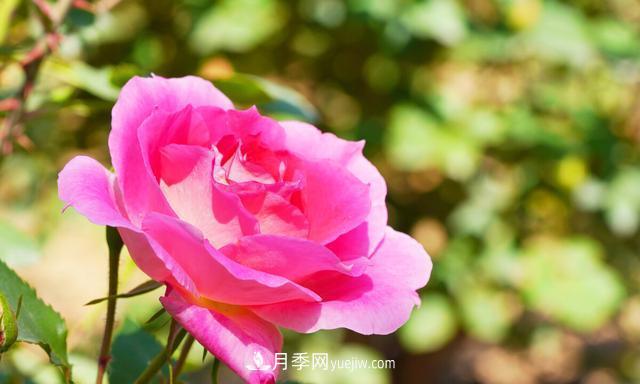 月季花好養嗎？給你養殖方法，養過(guò)后就欲罷不能(圖2)