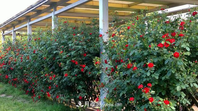 月季新手手冊：江南一帶冬季養月季問(wèn)題一覽(圖2)