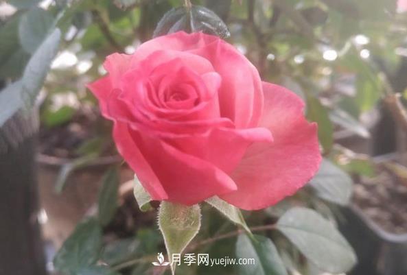 月季新手手冊：江南一帶冬季養月季問(wèn)題一覽(圖3)