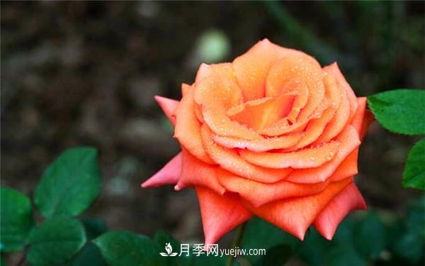 歐月月季和月季花的區別是什么？(圖1)