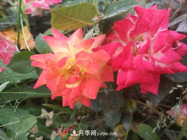地被月季有哪些品種？紅色、黃色、白色、藍色？(圖1)