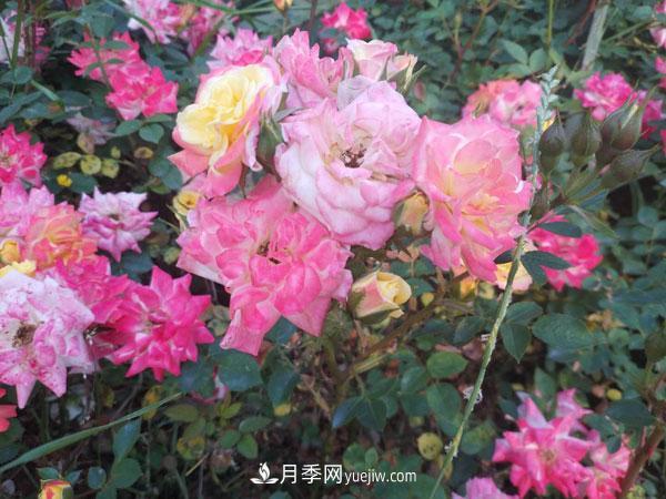 地被月季有哪些品種？紅色、黃色、白色、藍色？(圖2)