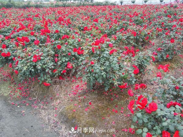 地被月季有哪些品種？紅色、黃色、白色、藍色？(圖5)