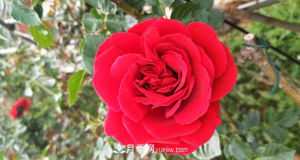 地被月季有哪些品種？紅色、黃色、白色、藍色？(圖3)