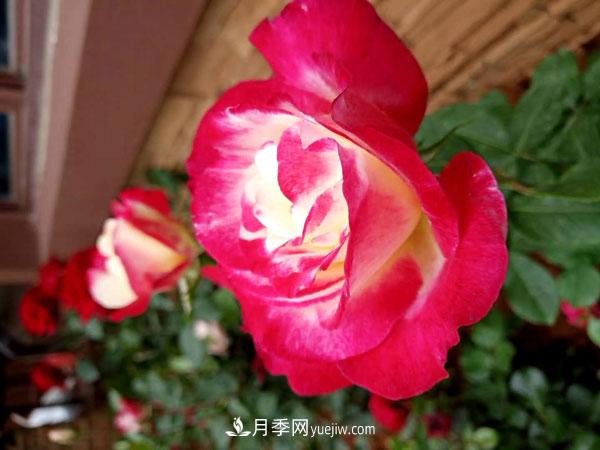 地被月季有哪些品種？紅色、黃色、白色、藍色？(圖4)