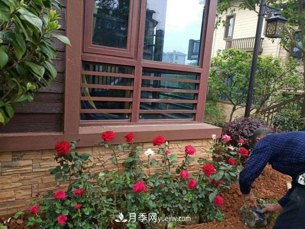 地被月季有哪些品種？紅色、黃色、白色、藍色？(圖8)