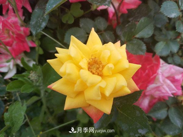 地被月季有哪些品種？紅色、黃色、白色、藍色？(圖6)
