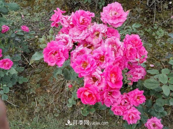 地被月季有哪些品種？紅色、黃色、白色、藍色？(圖7)