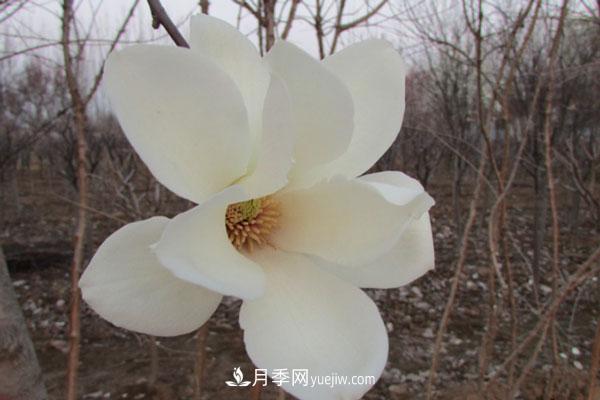 廣玉蘭和白玉蘭的區別，不同與相同之處(圖1)