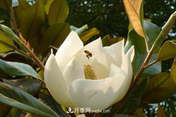 廣玉蘭和白玉蘭的區別，不同與相同之處(圖2)
